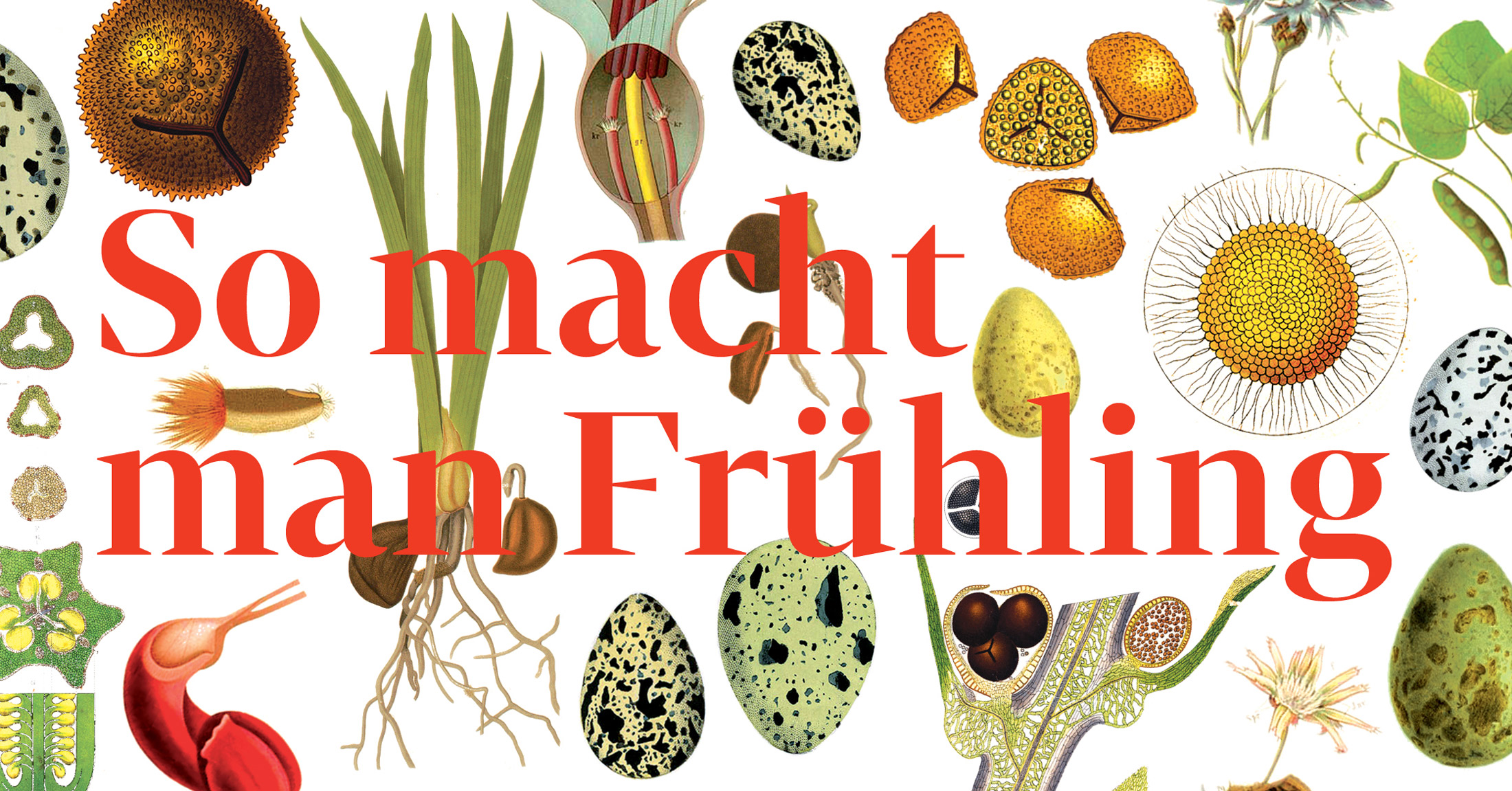 Read more about the article Programm “So macht man Frühling” online