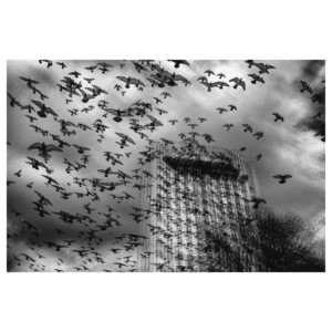 Vögel